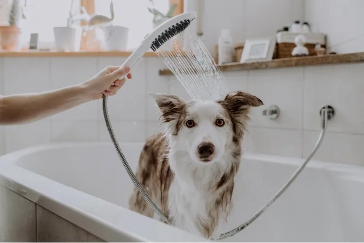 Купить Hansgrohe DogShower Душ для собак 150 3jet с массажной струей белый матовый 26640700 в магазине wardena.ru