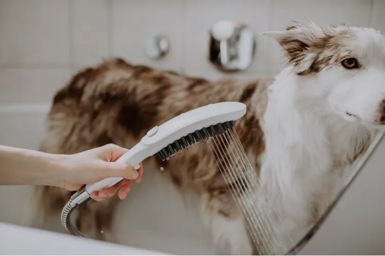 Купить Hansgrohe DogShower Душ для собак 150 3jet с массажной струей белый матовый 26640700 в магазине wardena.ru