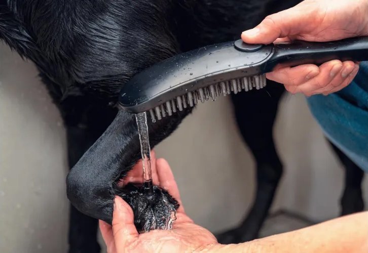 Купить Hansgrohe DogShower Душ для собак 150 3jet с массажной струей черный матовый 26640670 в магазине wardena.ru